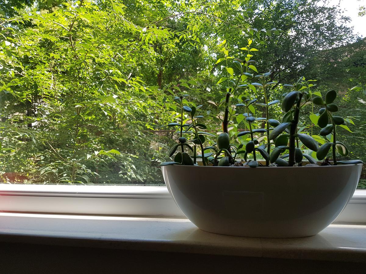 Downtown Sofia Garden Nest Apartment Екстериор снимка